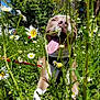 dog, daisy, flower, grass, outdoor, sunlight, tongue, happy, nature, pet, greenery, canine, summer, playful, closeup, animal, field, collar, daylight, leash