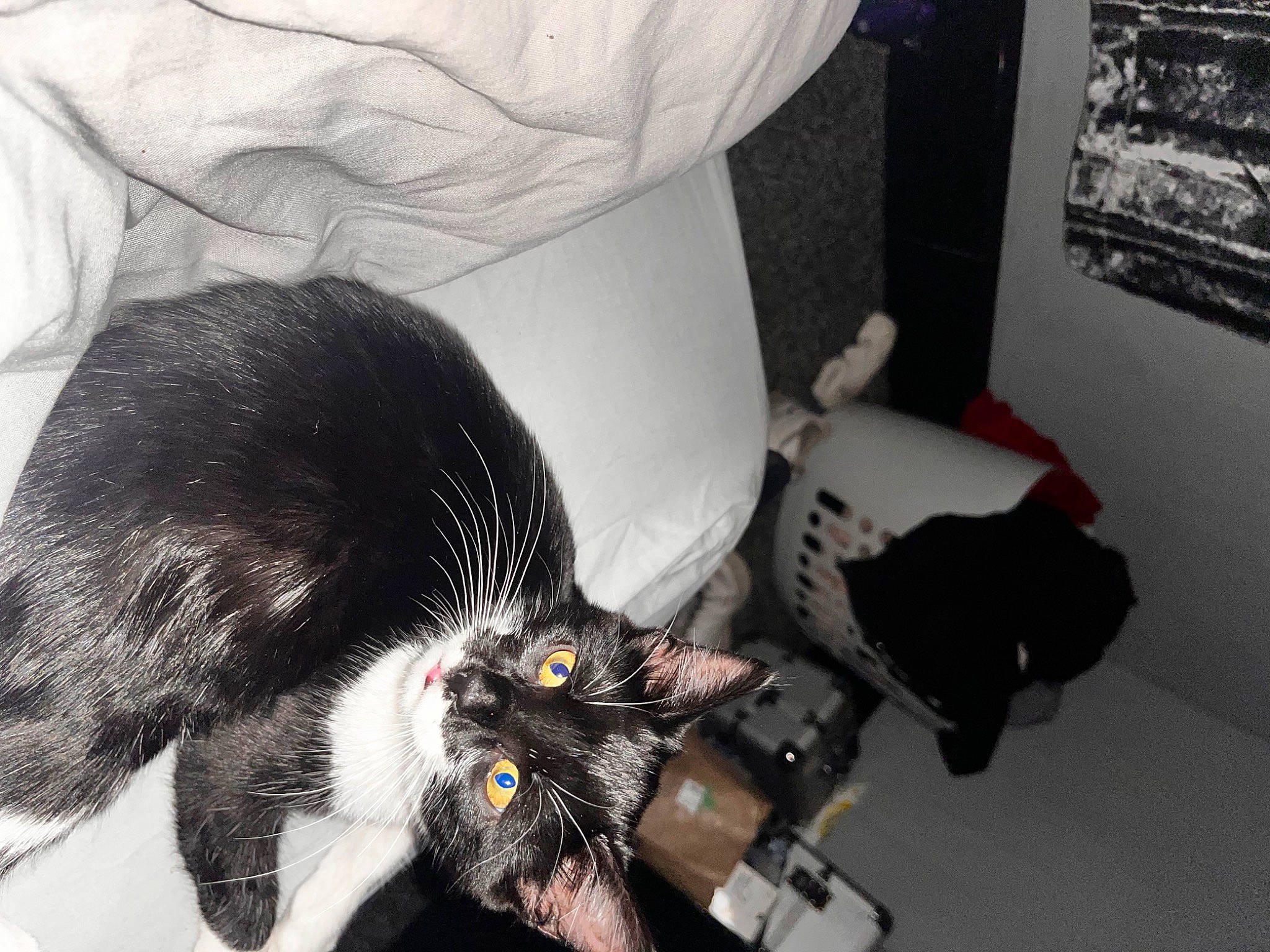 Minnie joined the competition — help win amazing prizes! carnivore, cat, claw, comfort, domestic_short_haired_cat, felidae, fur, personal_protective_equipment, room, small_to_medium_sized_cats, tail, whiskers