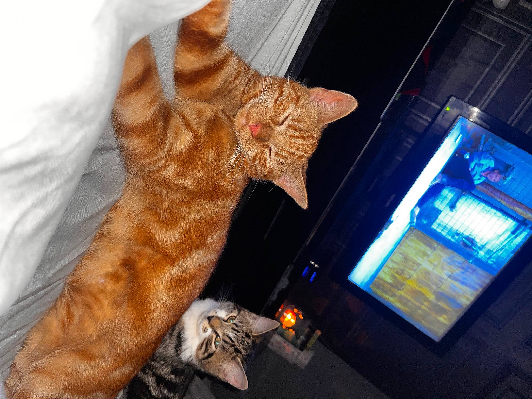 Foxy joined the competition — help win amazing prizes! carnivore, cat, comfort, computer, display_device, domestic_short_haired_cat, electronic_device, fawn, felidae, foot, fur, gadget, human_leg, lap, machine, paw, room, small_to_medium_sized_cats, tail, whiskers