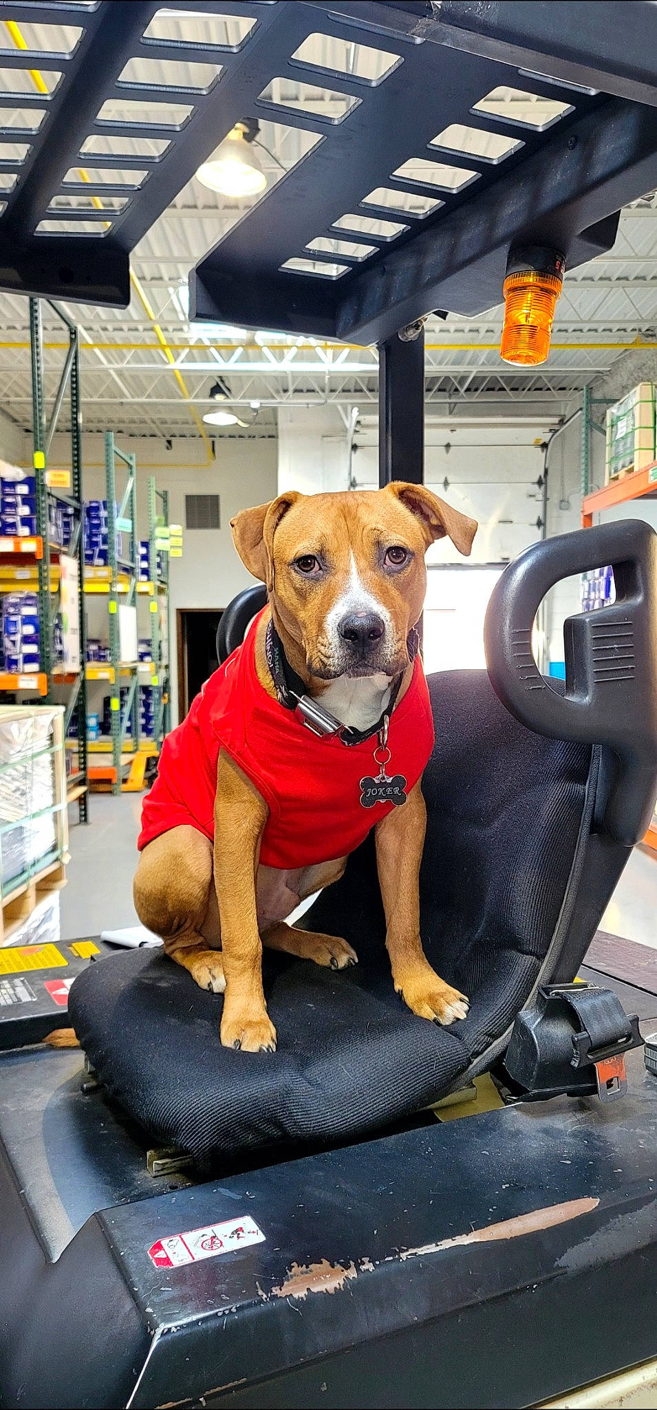 Joker is registered to the contest to win money with this photo: canidae, carnivore, chair, collar, companion_dog, dog, dog_breed, dog_clothes, dog_collar, dog_supply, fawn, service, snout, sporting_group, sports_equipment, vehicle_door, whiskers, window, working_animal, working_dog