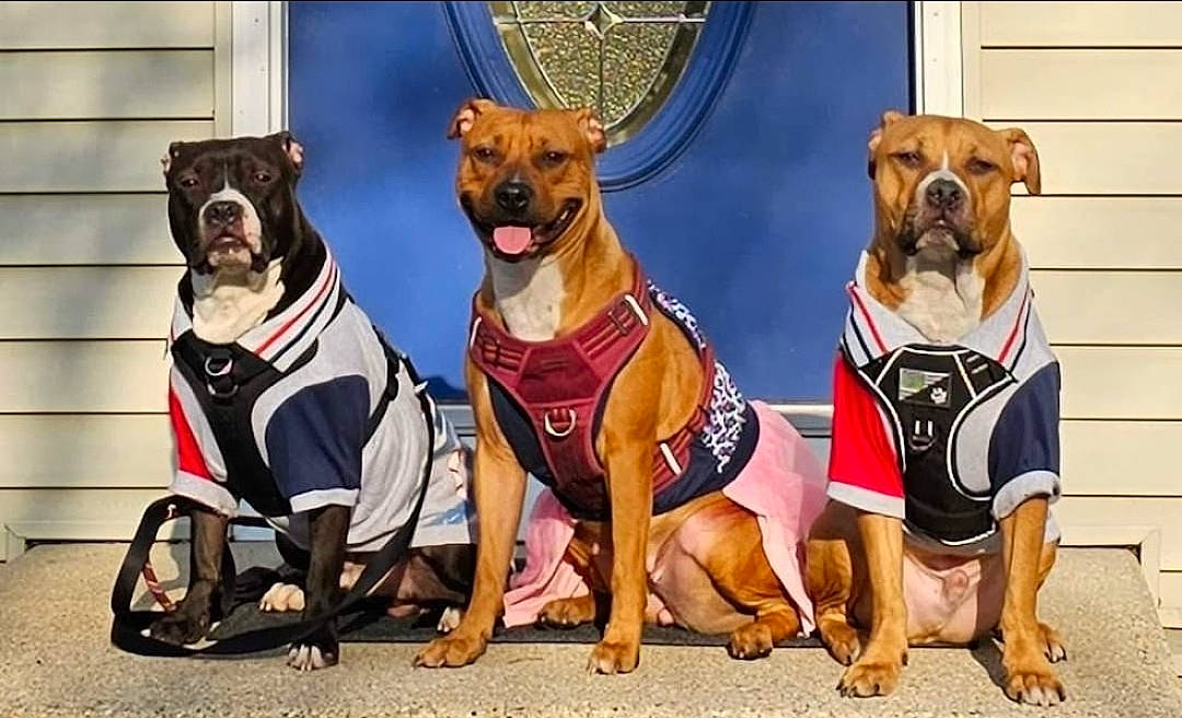 Leia joined the competition — help win amazing prizes! art, canidae, carnivore, collar, companion_dog, dog, dog_breed, dog_clothes, dog_collar, dog_supply, fawn, guard_dog, leash, paw, personal_protective_equipment, pet_supply, snout, sporting_group, working_animal, working_dog