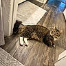 Mr.p joined the competition — help win amazing prizes! animal, bath_mat, cat, cozy, curious, doorway, ears, feline, flooring, fur, household, indoor, pet, relaxed, resting, tabby_cat, tail, whiskers, white_paws, wooden_floor