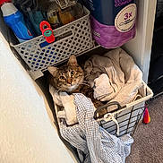 Mr.p is registered to the contest to win money with this photo: carpet, cat, cleaning_supplies, clothes, container, cozy, curious, eyes, fabric, fur, household_items, indoor, laundry_basket, pet, resting, storage, tabby_cat, toilet_paper, towels, whiskers