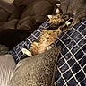 Mr.p joined the competition — help win amazing prizes! animal, blanket, cat, cats, comfort, couch, cozy, feline, fur, gray_cat, home, indoor, living_room, pet, pillow, recliner, relaxing, resting, snuggling, tabby_cat