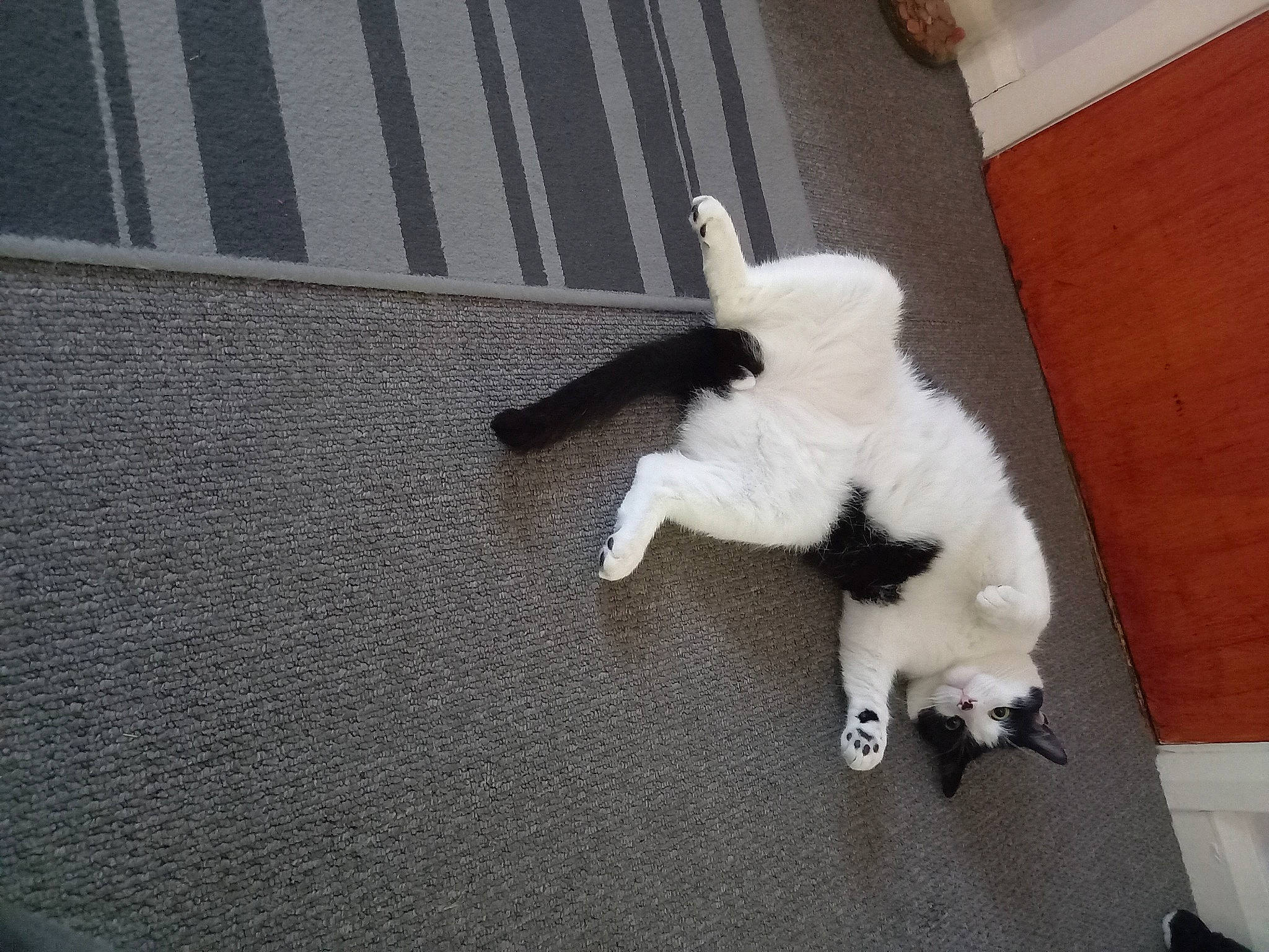 Darcey joined the competition — help win amazing prizes! canidae, carnivore, cat, claw, companion_dog, dog_breed, domestic_short_haired_cat, fawn, felidae, flooring, fur, hardwood, paw, small_to_medium_sized_cats, snout, tail, terrestrial_animal, whiskers, wood