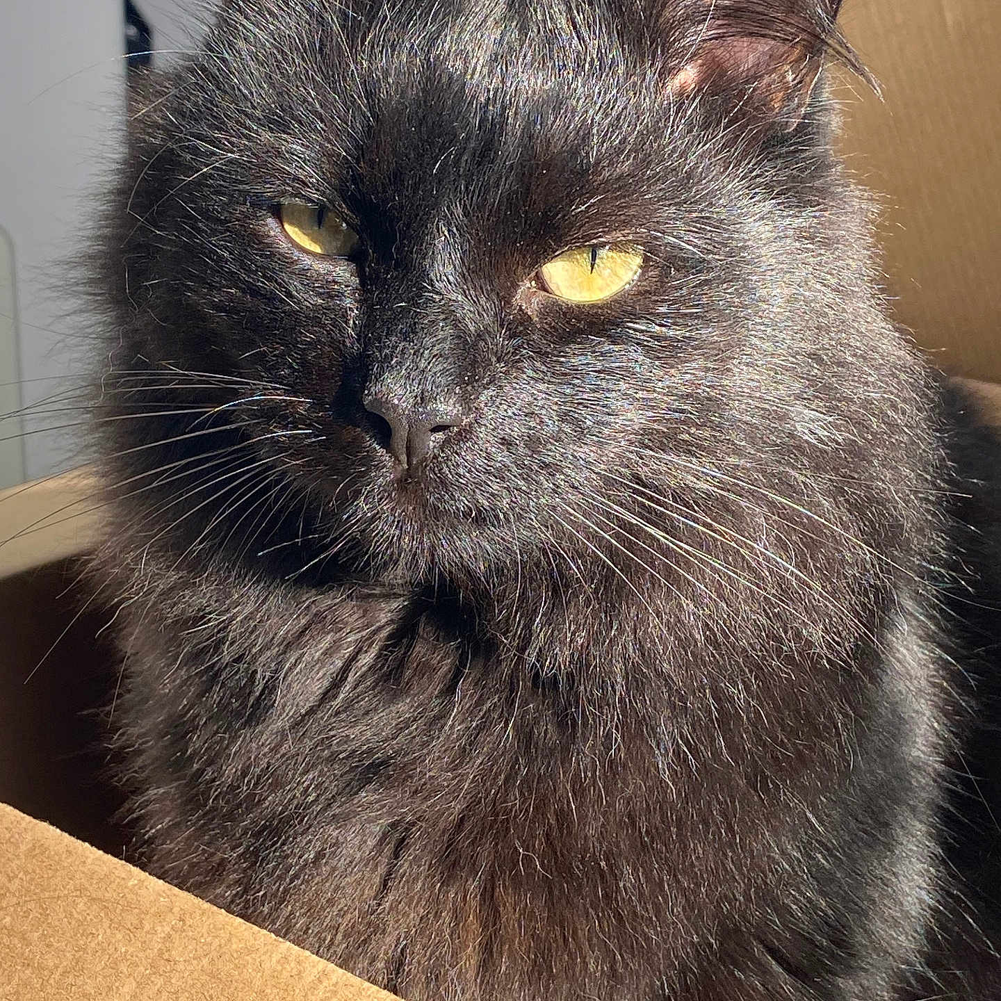 Omalley a rejoint le concours — aidez-le/la à gagner de superbes lots ! animal, blackcat, box, cardboard, carton, cat, manx, pet