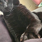 Zues joined the competition — help win amazing prizes! black_cat, blanket, cat, claws, close_up, curious, door, eye, feline, fur, home_interior, indoor, nose, paw, paws_front, pet, portrait, relaxing, soft_texture, whiskers