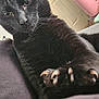 bedding, black_cat, blanket, cat, claws, close_up, cozy, curiosity, door, feline, fur, green_eyes, household, indoor, paw, pet, pink_container, portrait, stare, whiskers