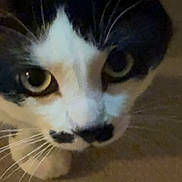 Socksy joined the competition — help win amazing prizes! animal, black_and_white, cat, close_up, curious, cute, domestic, eyes, face, feline, focus, fur, indoor, looking, mammal, nose, pet, portrait, whiskers