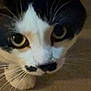 animal, black_and_white, cat, close_up, curious, cute, domestic, eyes, face, feline, focus, fur, indoor, looking, mammal, nose, pet, portrait, whiskers