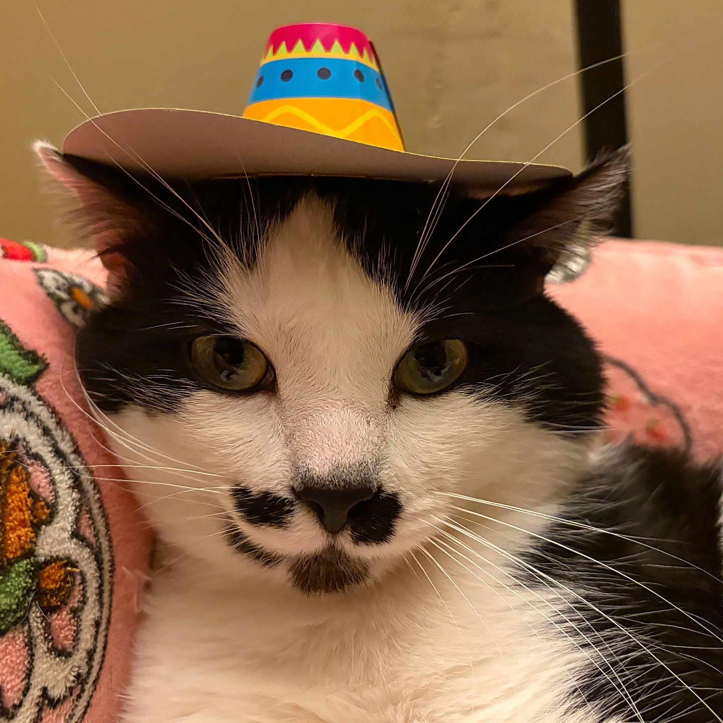 Socksy is registered to the contest to win money with this photo: animal, black_and_white, cat, close_up, cute, domestic_cat, eye_contact, face, feline, floral_pattern, fur, hat, indoor, pet, pink_blanket, portrait, relaxed, resting, sombrero, whiskers