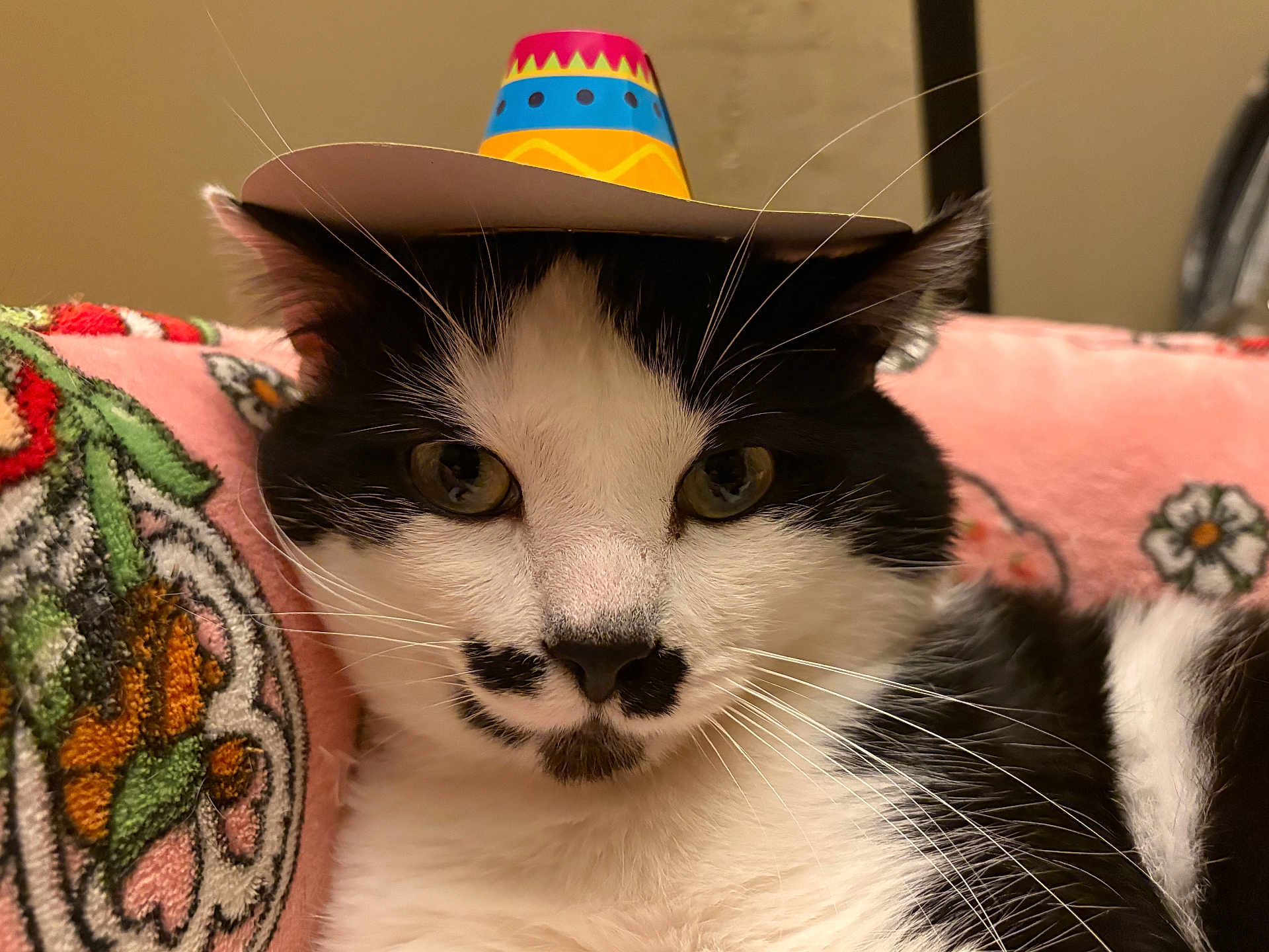 Socksy is registered to the contest to win money with this photo: animal, black_and_white, cat, close_up, cute, domestic_cat, eye_contact, face, feline, floral_pattern, fur, hat, indoor, pet, pink_blanket, portrait, relaxed, resting, sombrero, whiskers