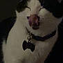 Socksy is registered to the contest to win money with this photo: animal, bat_shaped_tag, black_and_white, cat, close_up, collar, cute, dim_lighting, domestic, ears, face, feline, fur, indoor, licking, mammal, pet, tag, tongue_out, whiskers