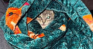 Chevy is registered to the contest to win money with this photo: kitten, cat, blanket, cozy, wrapped, cute, pet, animal, indoor, furry, soft, colorful, texture, closeup, resting, comfort, playful, eyes, face, warm