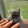Chevy is registered to the contest to win money with this photo: kitten, cat, pet, fingers, hand, window, mesh_screen, sunlight, fluffy, playful, wooden_surface, indoor, closeup, cute, animal, young, whiskers, paw, clinging, gray_cat