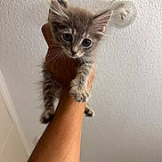 Chevy is registered to the contest to win money with this photo: kitten, cat, gray_tabby, hand, pet, indoor, curious, whiskers, paw, feline, animal, young_cat, cute, holding, close_up, portrait, looking, ears, small, fur