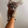 kitten, cat, gray_tabby, hand, pet, indoor, curious, whiskers, paw, feline, animal, young_cat, cute, holding, close_up, portrait, looking, ears, small, fur