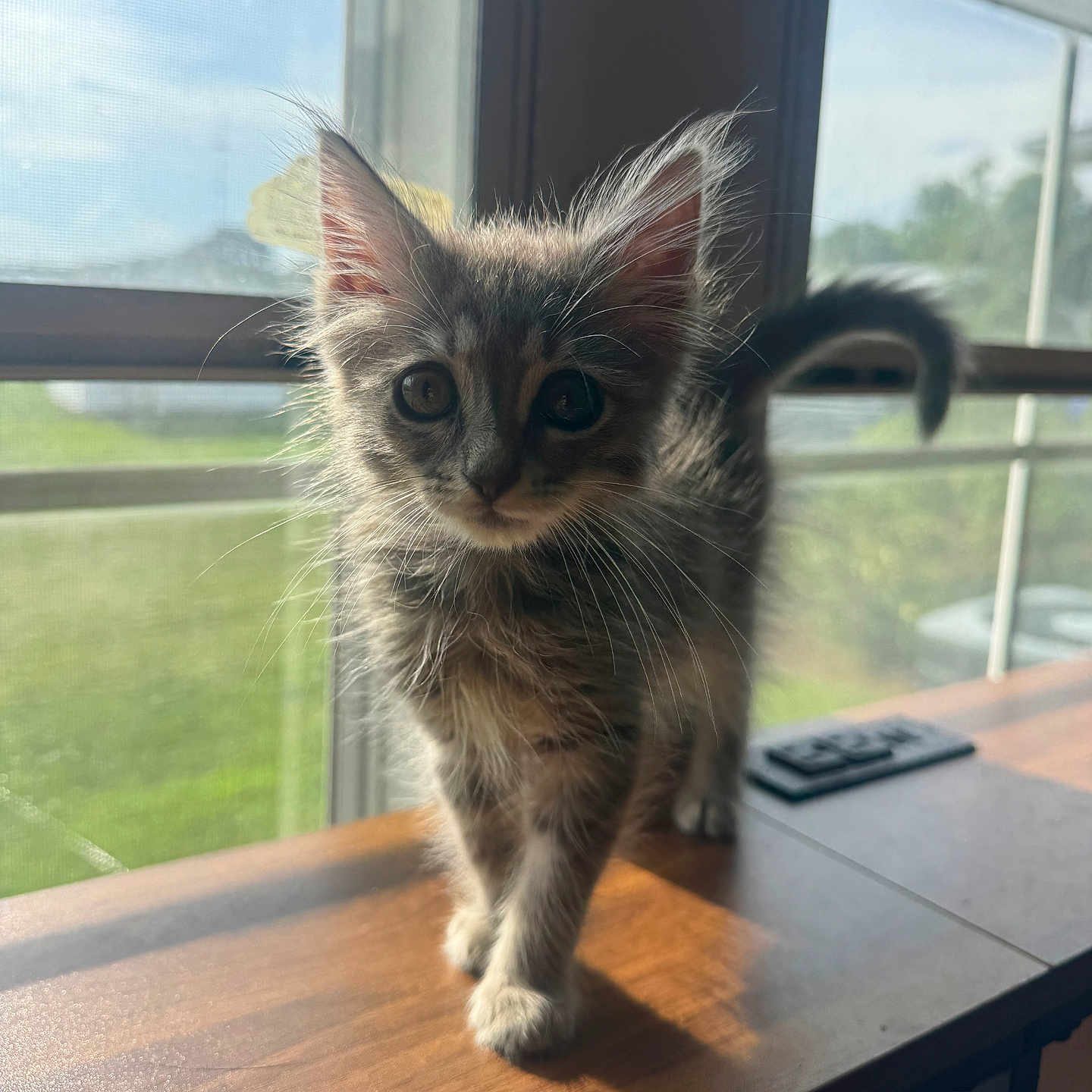 Chevy joined the competition — help win amazing prizes! kitten, cat, fur, whiskers, window, sunlight, table, curious, pet, indoor, animal, young, feline, walking, shadow, ears, tail, eyes, nature, daylight