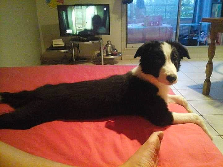 Kalinka participe au concours pour gagner de l'argent avec cette photo : border_collie, canidae, carnivore, comfort, companion_dog, dog, dog_breed, floor, flooring, fur, hardwood, herding_dog, picture_frame, room, snout, sporting_group, tail, television, window, working_animal