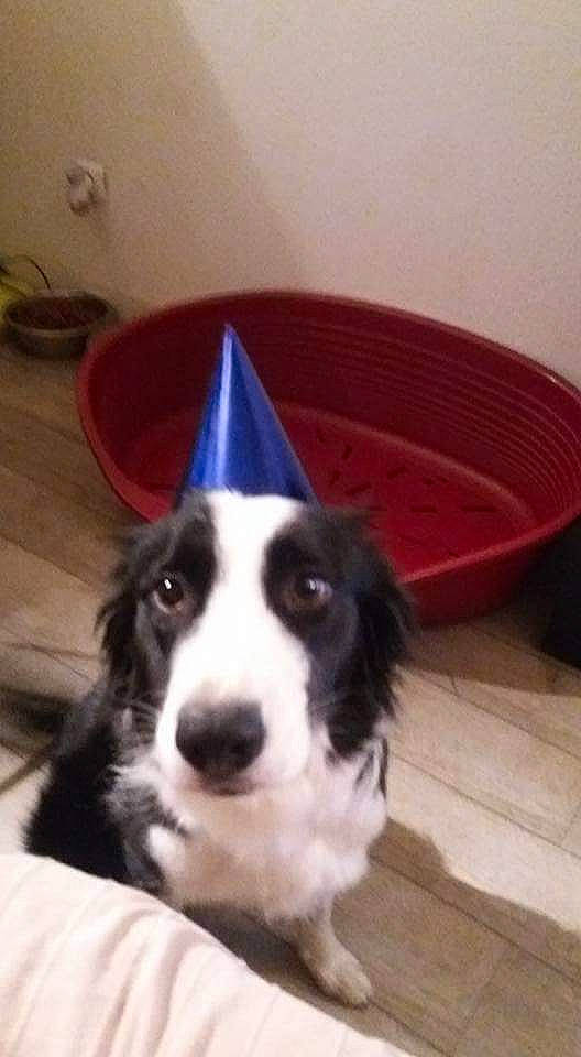 Kalinka a rejoint le concours — aidez-le/la à gagner de superbes lots ! australian_collie, border_collie, canidae, carnivore, chair, companion_dog, dog, dog_breed, electric_blue, flooring, fur, herding_dog, party_hat, puppy, snout, sporting_group, whiskers, working_animal, working_dog