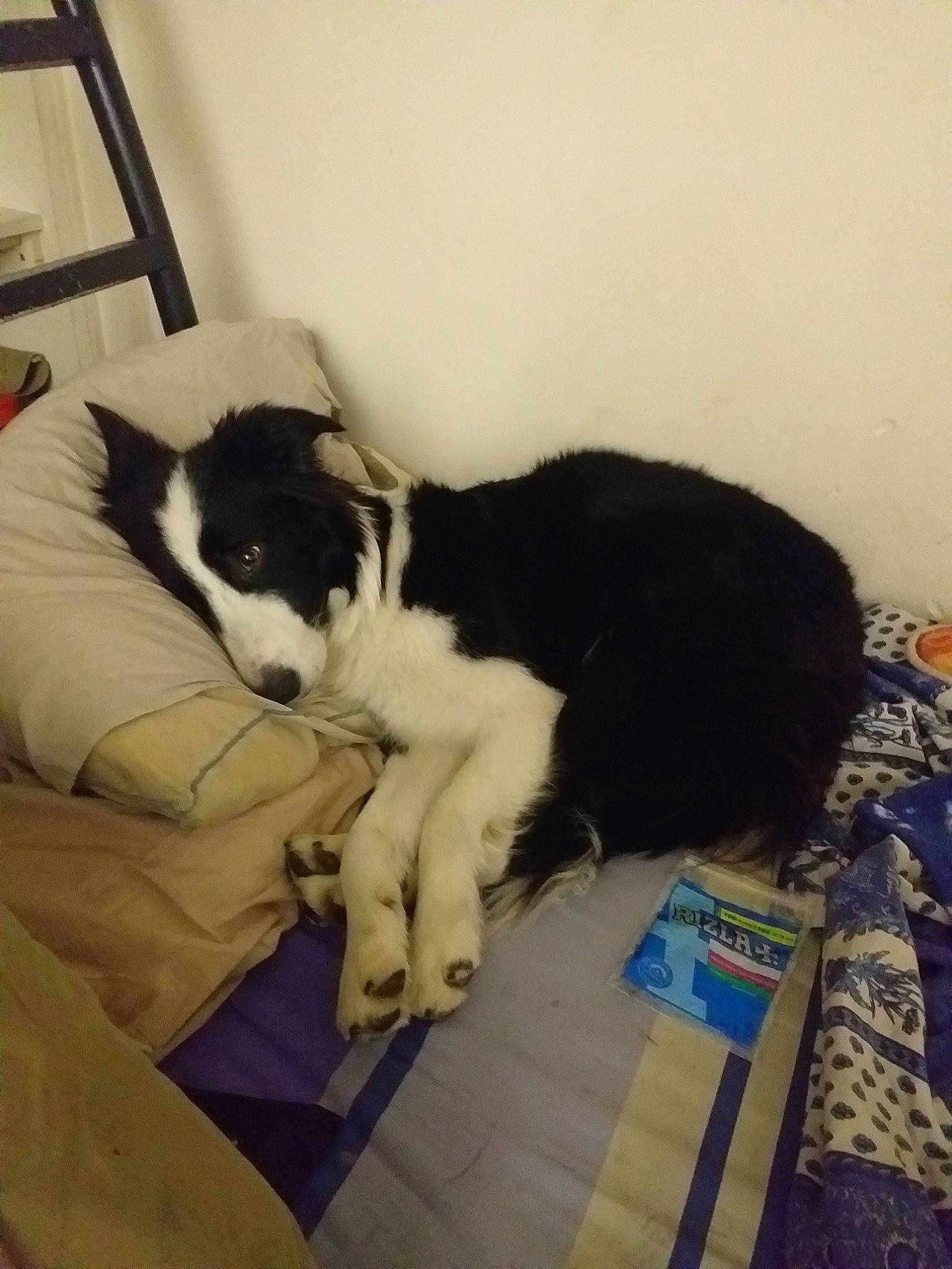 Kalinka participe au concours pour gagner de l'argent avec cette photo : carnivore, cat, claw, comfort, companion_dog, dog_breed, domestic_short_haired_cat, felidae, flooring, fur, human_leg, lap, nap, paw, small_to_medium_sized_cats, square, tail, terrestrial_animal, whiskers