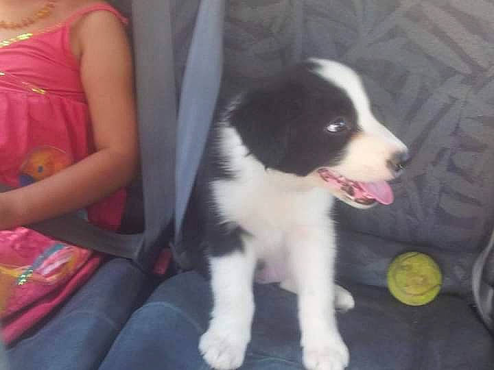 Kalinka participe au concours pour gagner de l'argent avec cette photo : border_collie, carnivore, chair, cocktail_dress, companion_dog, dog, dog_breed, fur, herding_dog, paw, sporting_group, tennis_ball, whiskers, working_dog