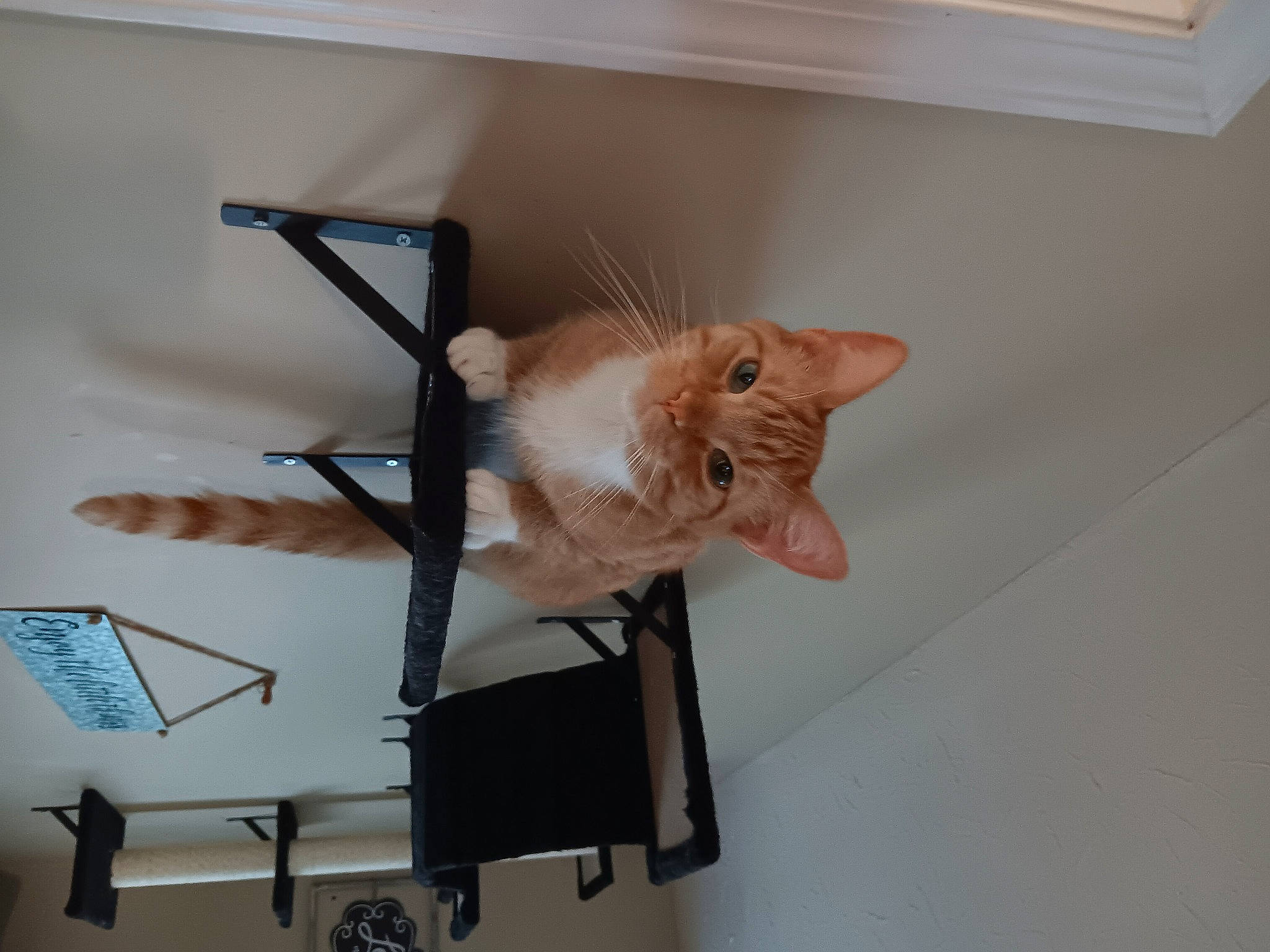 Dash is registered to the contest to win money with this photo: carnivore, cat, ceiling, domestic_short_haired_cat, felidae, fur, hardwood, home_appliance, room, shelf, shelving, small_to_medium_sized_cats, tail, whiskers, window, window_blind, wood