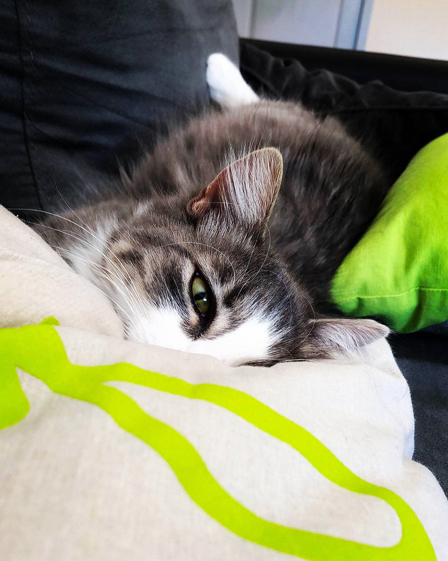 Bastet a rejoint le concours — aidez-le/la à gagner de superbes lots ! american_curl, american_shorthair, bed, carnivore, cat, domestic_short_haired_cat, ear, european_shorthair, eye, felidae, fur, kitten, nap, norwegian_forest_cat, small_to_medium_sized_cats, tabby_cat, tail, whiskers