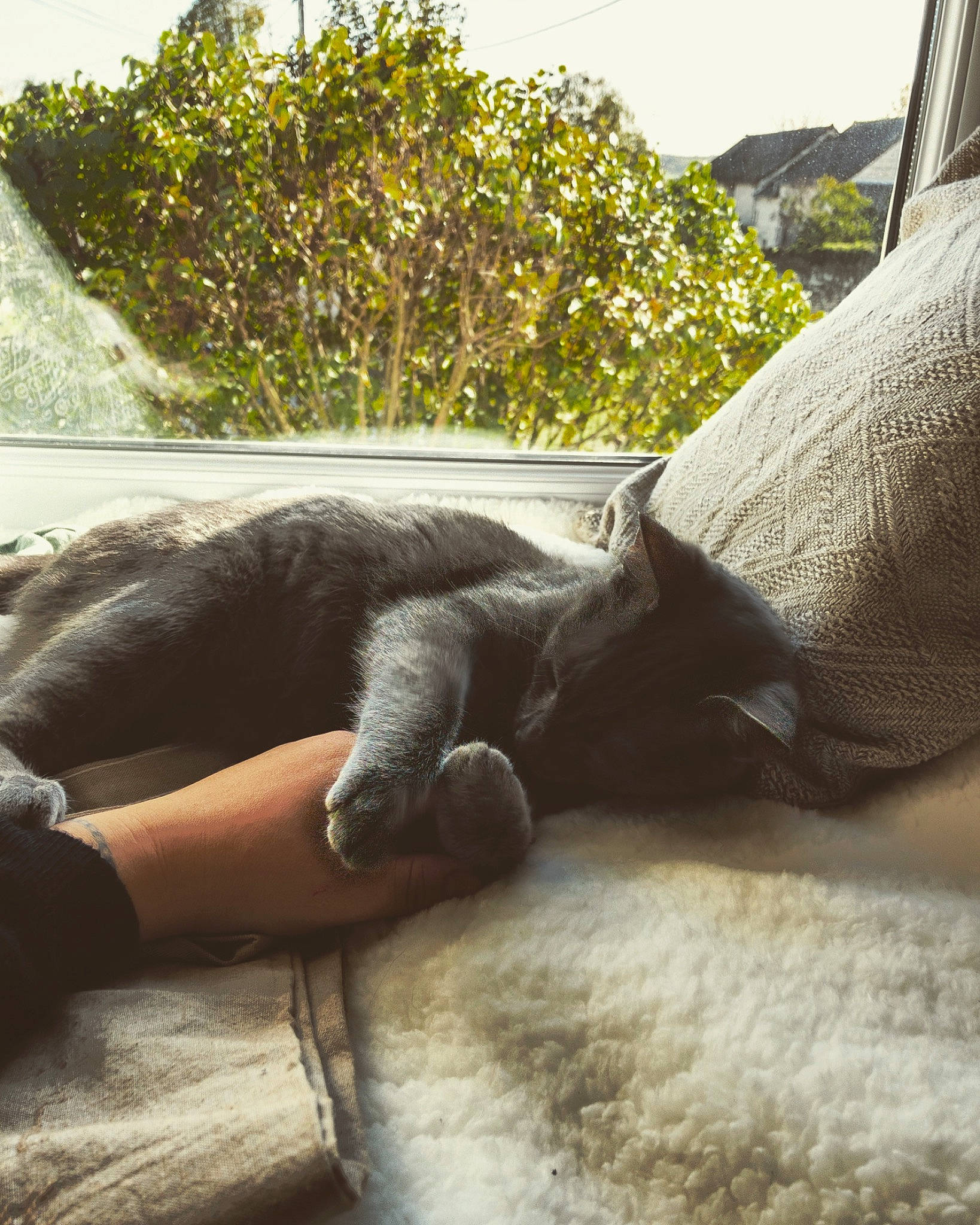 Anubis participe au concours pour gagner de l'argent avec cette photo : arm, cat, grass, hand, leg, photography, plant, sunlight, tree