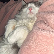 Nike is registered to the contest to win money with this photo: animal, blanket, cat, comfort, cozy, cute, fluffy, fur, grey, indoors, nap, peaceful, pet, pink, relaxed, resting, sleeping, soft, whiskers, white