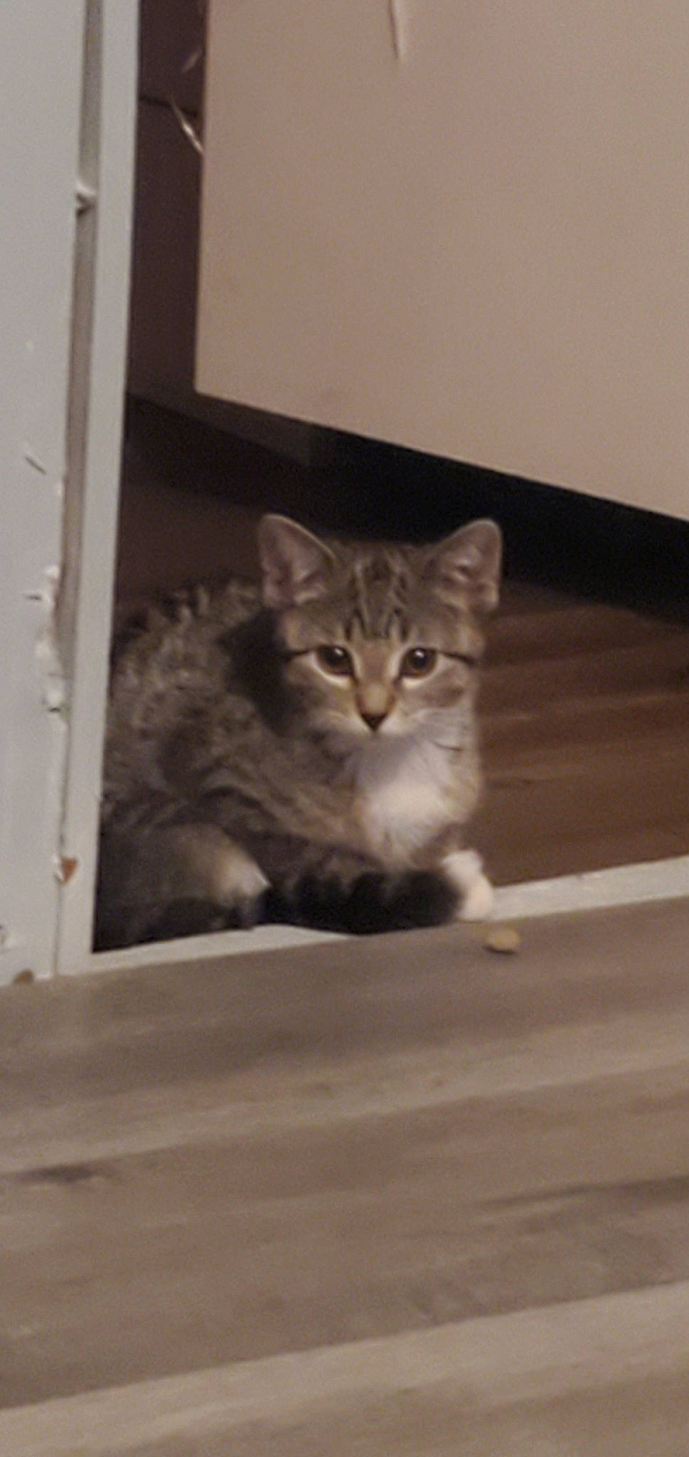 Kitty is registered to the contest to win money with this photo: aegean_cat, american_curl, asian, australian_mist, british_semi_longhair, carnivore, cat, domestic_short_haired_cat, dragon_li, european_shorthair, felidae, kitten, mammal, polydactyl_cat, rusty_spotted_cat, small_to_medium_sized_cats, snout, tabby_cat, whiskers, wildlife