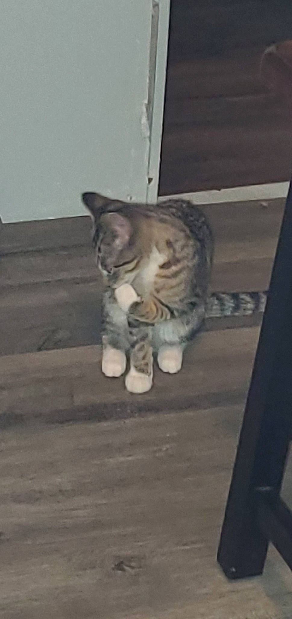 Kitty is registered to the contest to win money with this photo: asian, california_spangled, carnivore, cat, domestic_short_haired_cat, dragon_li, egyptian_mau, european_shorthair, felidae, floor, kitten, ocicat, paw, polydactyl_cat, small_to_medium_sized_cats, snapshot, snout, tabby_cat, tail, whiskers