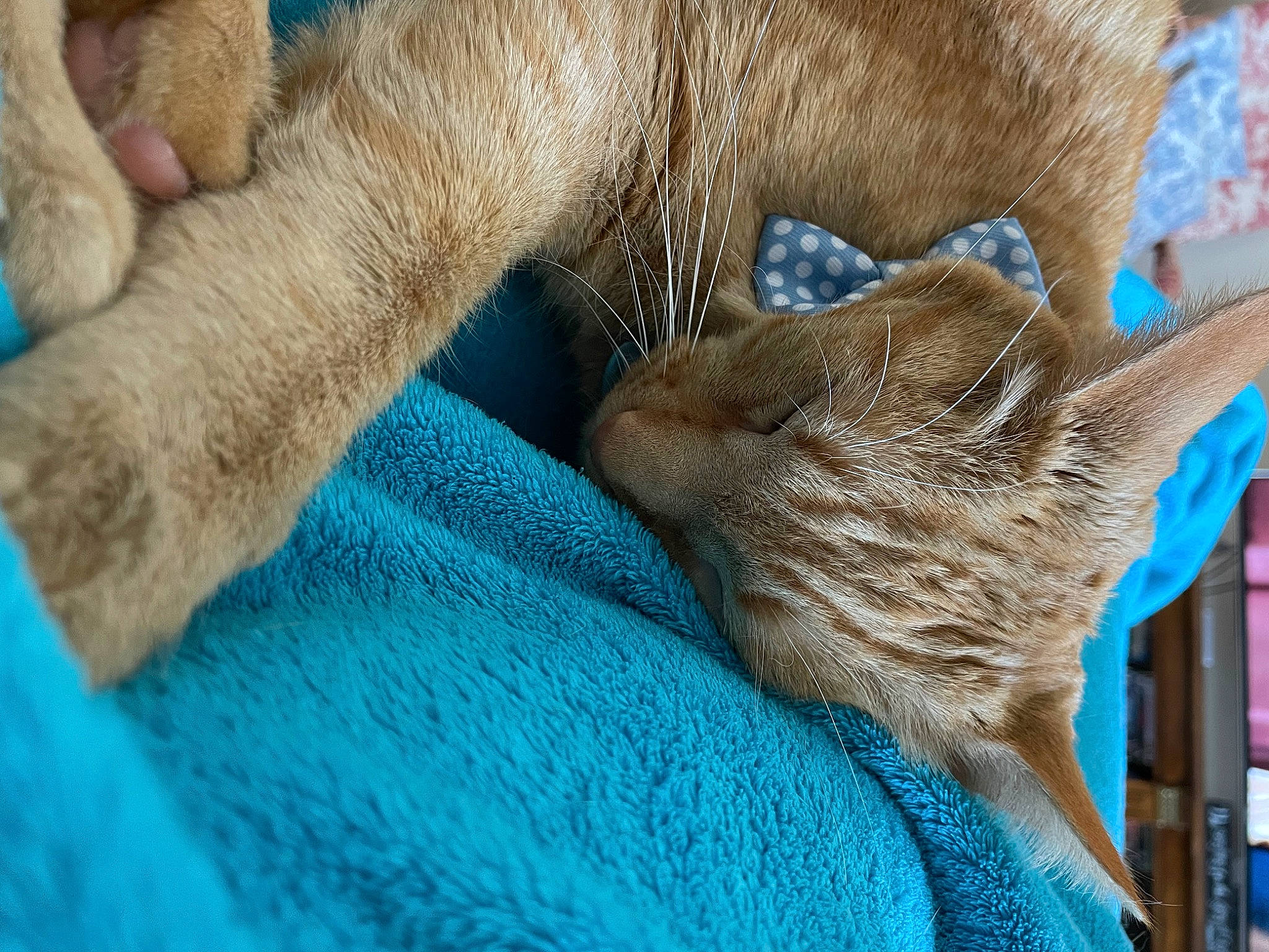 Maverick joined the competition — help win amazing prizes! blue, canidae, carnivore, cat, claw, comfort, domestic_short_haired_cat, electric_blue, fawn, felidae, foot, fur, human_leg, paw, small_to_medium_sized_cats, tail, whiskers, wood, wool, woven_fabric