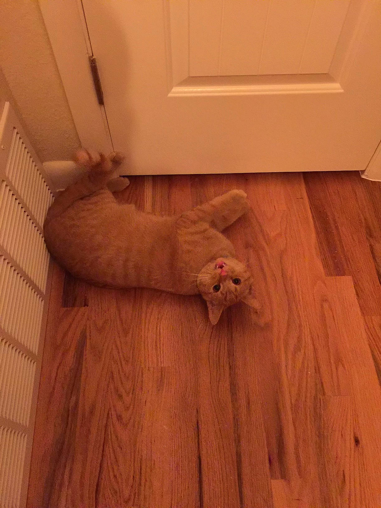 Maverick is registered to the contest to win money with this photo: brown, ceiling, comfort, fawn, floor, flooring, hardwood, human_leg, interior_design, laminate_flooring, lumber, material_property, pattern, plank, plaster, plywood, varnish, wood, wood_flooring, wood_stain