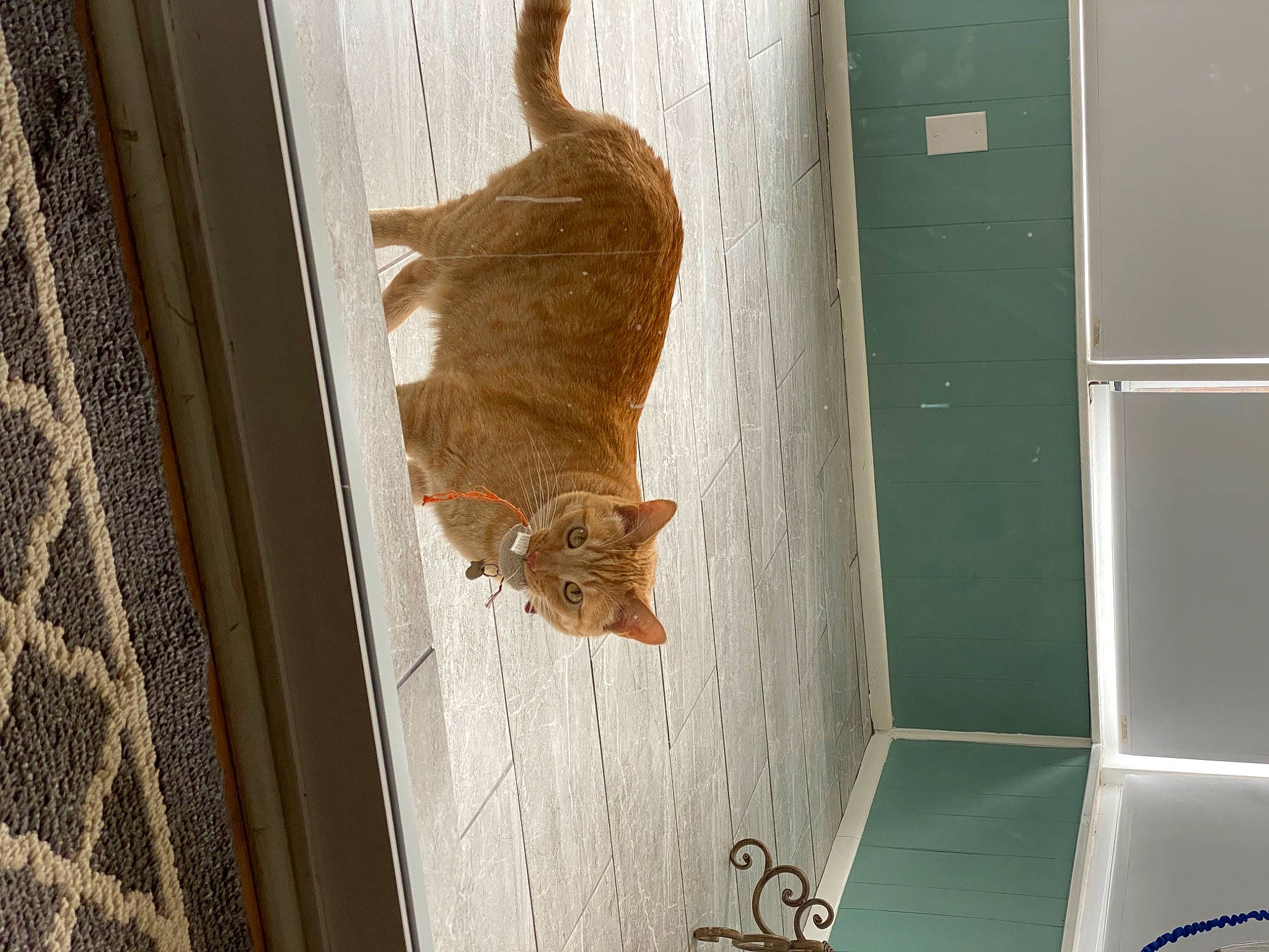 Maverick is registered to the contest to win money with this photo: brown, carnivore, cat, door, fawn, felidae, floor, flooring, hardwood, home_door, mammal, pattern, plywood, room, small_to_medium_sized_cats, tail, terrestrial_animal, whiskers, wood, wood_stain