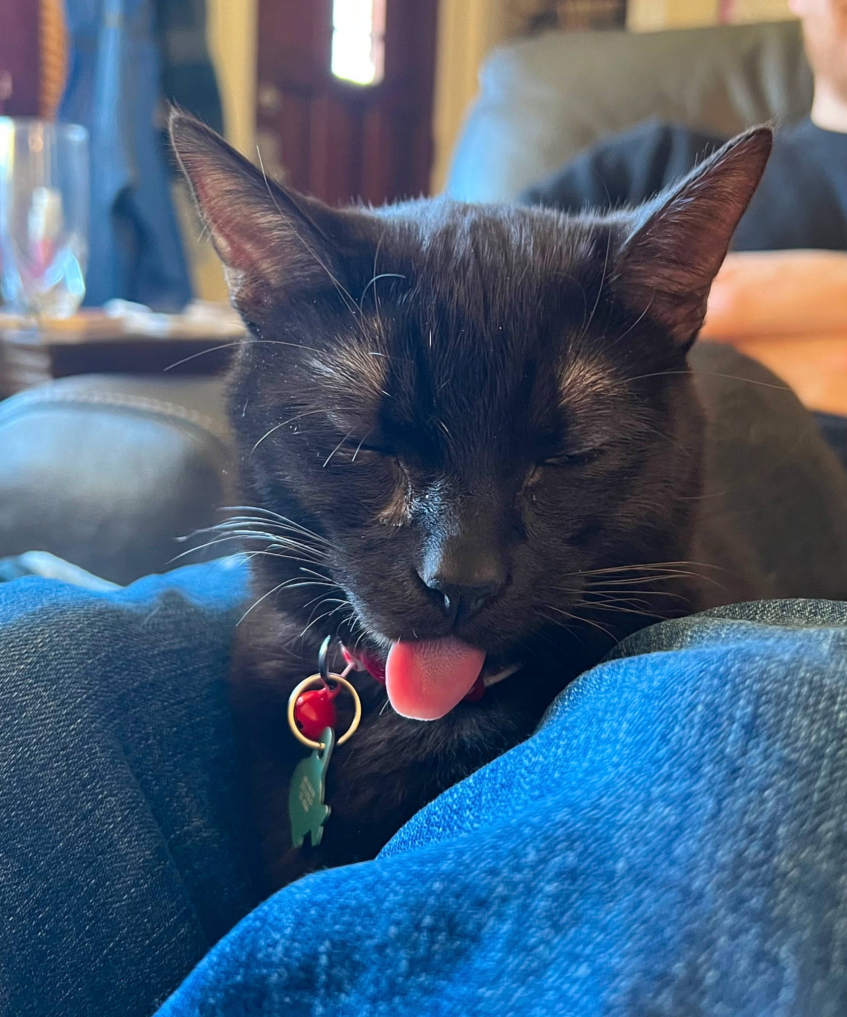 Figaro is registered to the contest to win money with this photo: azure, black_cat, bombay, carnivore, cat, claw, comfort, domestic_short_haired_cat, electric_blue, eye, felidae, fur, human_leg, nap, paw, sitting, small_to_medium_sized_cats, snout, tail, whiskers