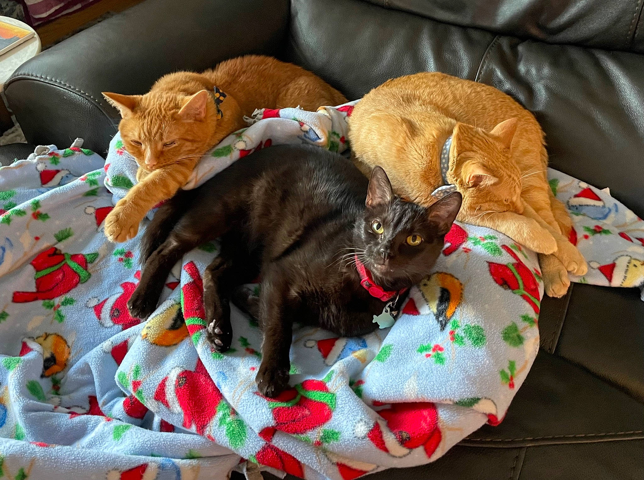 Figaro joined the competition — help win amazing prizes! bombay, carnivore, cat, cat_supply, claw, comfort, domestic_short_haired_cat, fawn, felidae, fur, linens, mammal, nap, pattern, pet_supply, room, small_to_medium_sized_cats, tail, vertebrate, whiskers