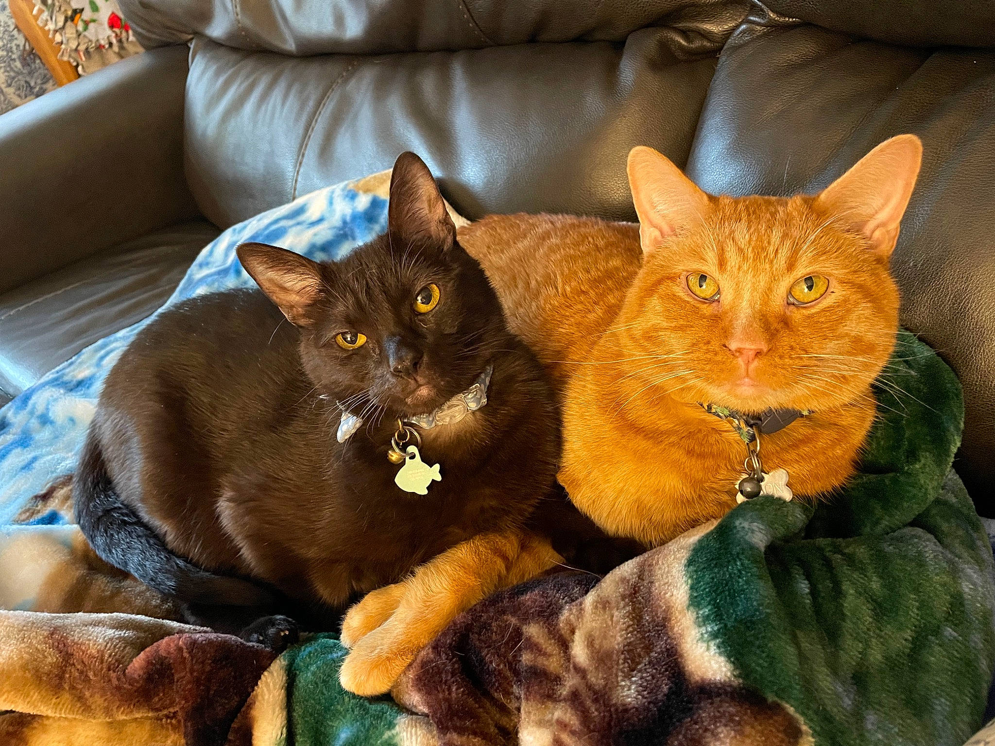 Figaro is registered to the contest to win money with this photo: black_cat, bombay, brown, carnivore, cat, claw, comfort, couch, domestic_short_haired_cat, eye, fawn, felidae, fur, havana_brown, pillow, sitting, small_to_medium_sized_cats, snout, tail, whiskers