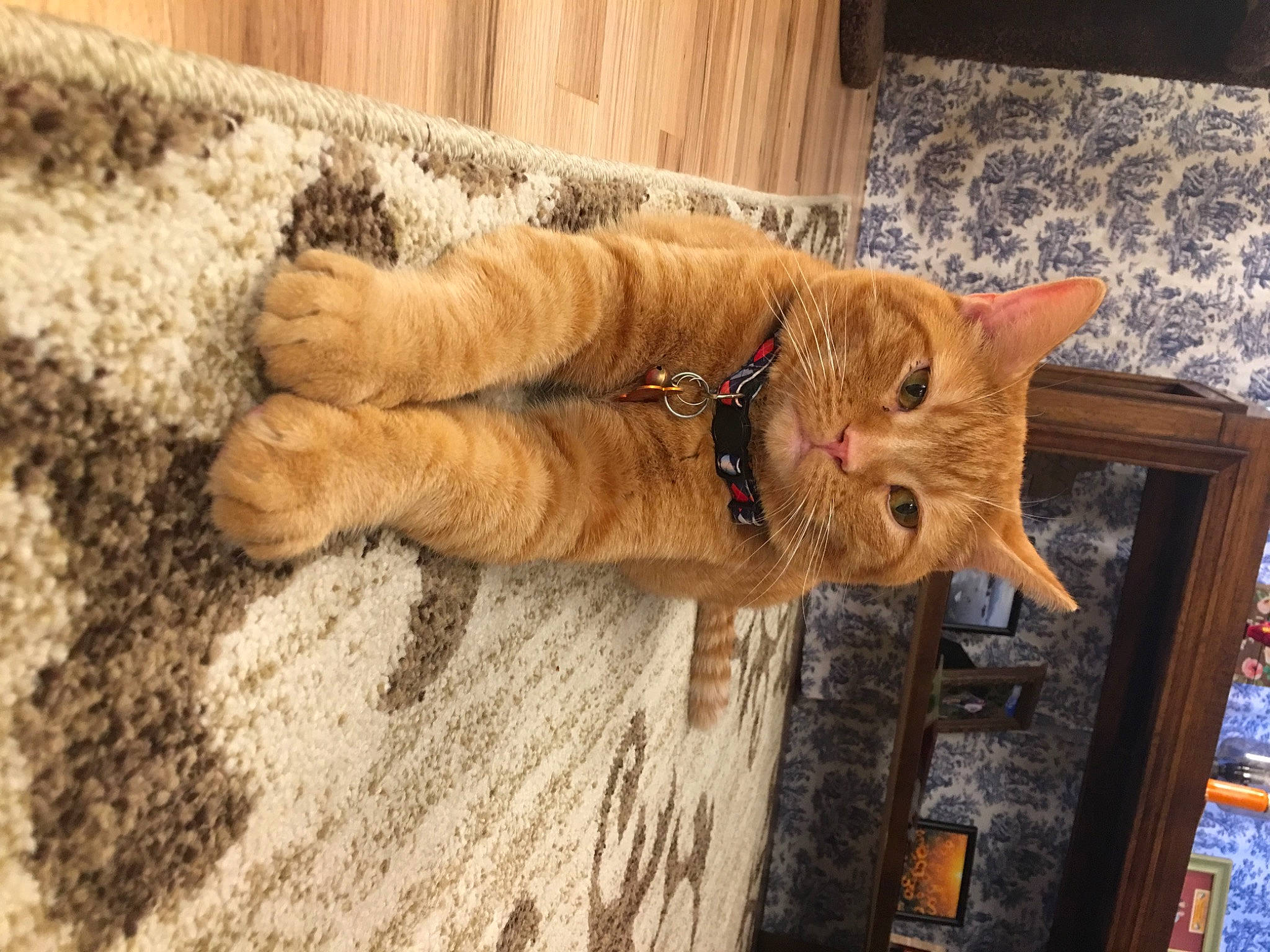 Simon joined the competition — help win amazing prizes! carnivore, cat, claw, domestic_short_haired_cat, fawn, felidae, flooring, foot, fur, hardwood, human_leg, paw, small_to_medium_sized_cats, snout, tail, tree, trunk, whiskers, wood, wood_stain