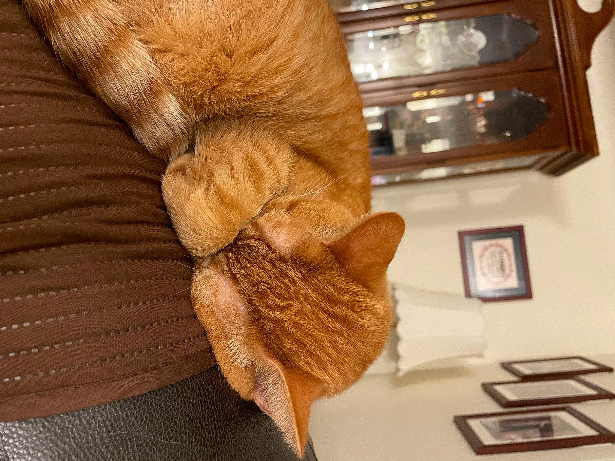 Simon joined the competition — help win amazing prizes! brown, carnivore, cat, chair, comfort, domestic_short_haired_cat, fawn, felidae, flooring, fur, hardwood, human_leg, linens, picture_frame, small_to_medium_sized_cats, tail, whiskers, wood, wool, woolen