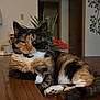 animal, calico_cat, cat, cozy, cute, domestic_cat, feline, fur, home_interior, houseplant, indoor, mammal, paw, pet, relaxed, resting, tabby, table, whiskers, wooden_table