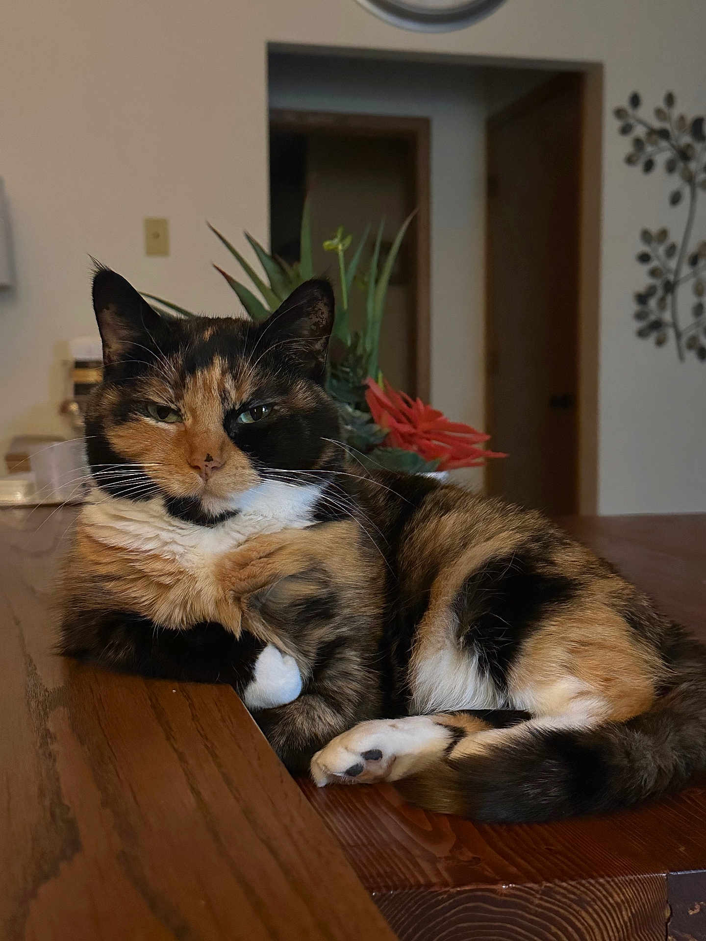 Pita