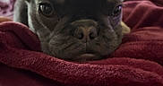 Luna joined the competition — help win amazing prizes! animal, bed, black_and_tan, blanket, closeup, cozy, cute, dog, ears, eyes, face, french_bulldog, home, indoors, nose, pet, photography, portrait, resting, wrinkles