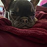 animal, bed, black_and_tan, blanket, closeup, cozy, cute, dog, ears, eyes, face, french_bulldog, home, indoors, nose, pet, photography, portrait, resting, wrinkles