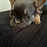 Luna is registered to the contest to win money with this photo: animal, bed, blanket, brown, close_up, cozy, dog, french_bulldog, gray, indoors, large_ears, looking_at_camera, lying_down, pet, photography, portrait, puppy, short_muzzle, wide_eyes, wrinkled_face