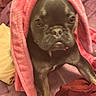 Luna joined the competition — help win amazing prizes! animal, black_dog, blanket, close_up, couch, cozy, cushion, cute, dark_fur, dog, funny, hooded, indoor, lying_down, pet, pink_blanket, portrait, puppy, short_hair, sitting