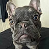 animal, background, black_couch, close_up, cute, dog, ears, eyes, face, french_bulldog, funny, gray_coat, indoors, muzzle, nose, pet, portrait, short_hair, sitting, wrinkles
