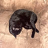 black_cat, cat, pet, animal, sleeping, couch, furniture, indoor, cozy, nap, fur, whiskers, relaxed, resting, domestic_cat, mammal, cute, companion, curled_up, soft_surface