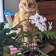 Buttercup joined the competition — help win amazing prizes! cat, orange_cat, fluffy, indoor, plants, potted_plants, orchid, table, dresser, television, green_container, flower, leafy, furniture, domestic, pet, plant_pot, wooden, striped_tablecloth, cozy