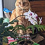 cat, orange_cat, fluffy, indoor, plants, potted_plants, orchid, table, dresser, television, green_container, flower, leafy, furniture, domestic, pet, plant_pot, wooden, striped_tablecloth, cozy